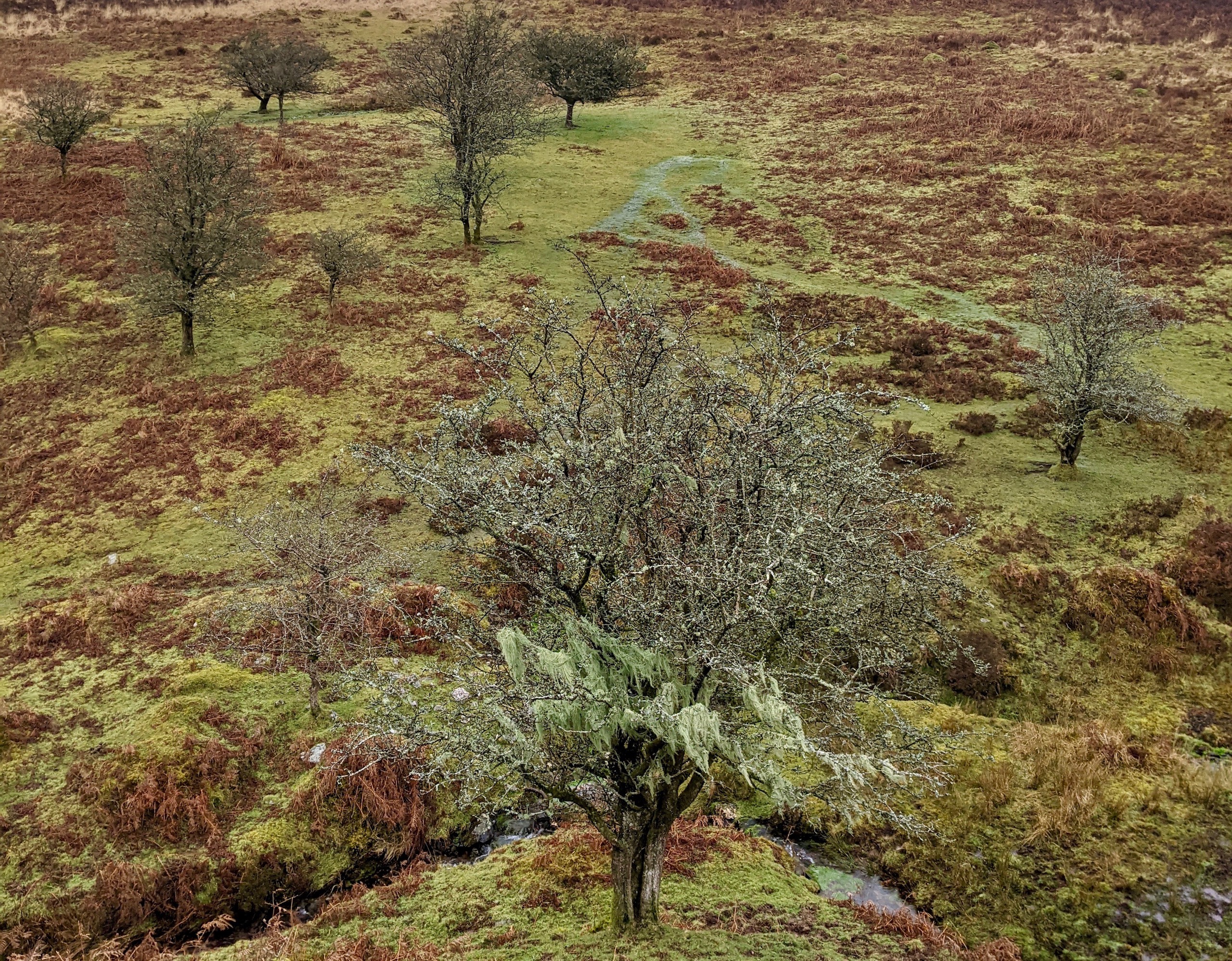 DrippyLichen
