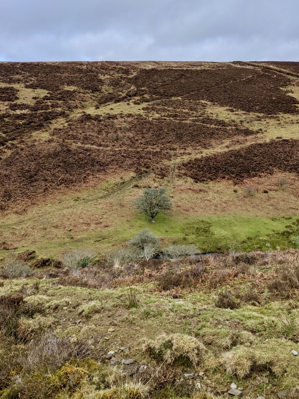 Moor